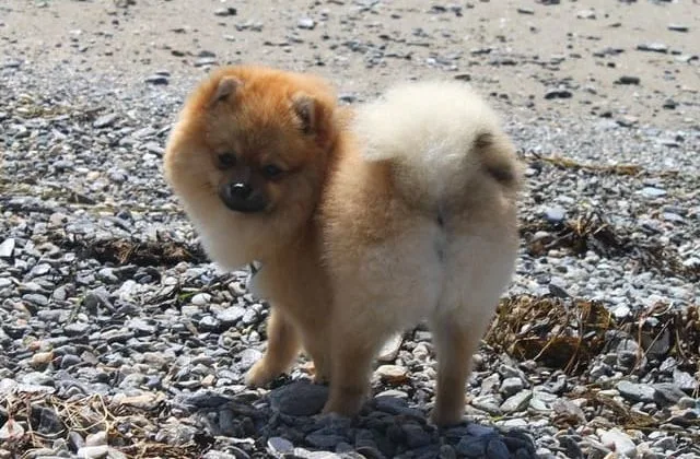 Померанский шпиц медвежьего типа (29)13
