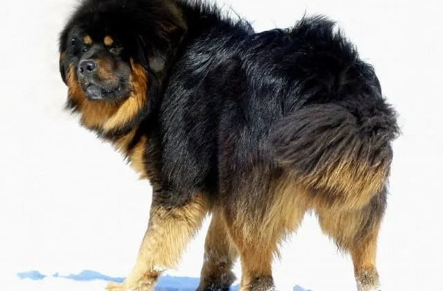 Тибетский мастиф-112