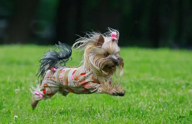 Эффективные методы дрессировки йоркширского терьера в домашних условиях6