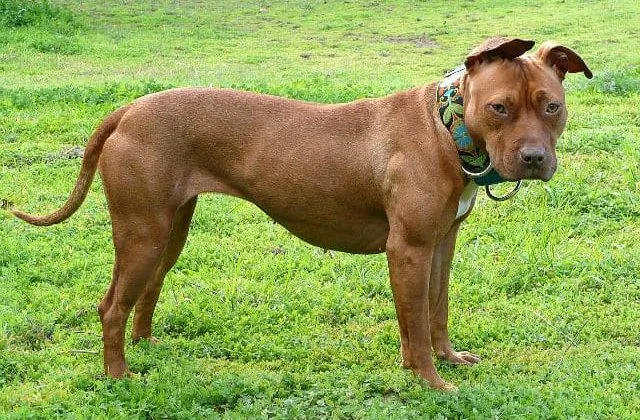 Американский питбультерьер (3)10