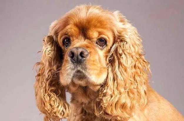 Американский кокер-спаниель (16)24