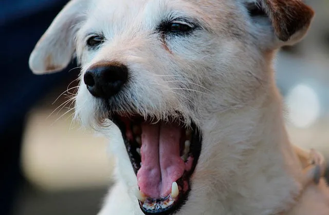 Джек-рассел--2417