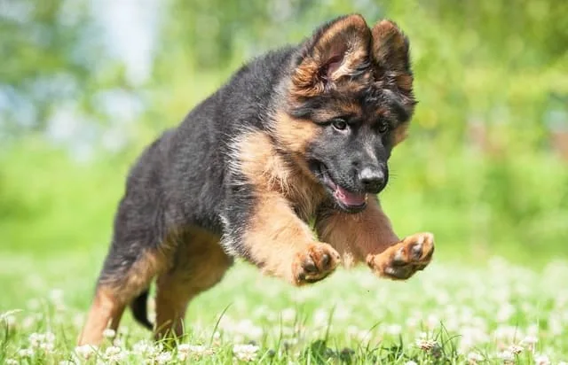 Дрессировка немецкой овчарки: правила, эффективные приемы и советы от кинологов для успешного обучения6