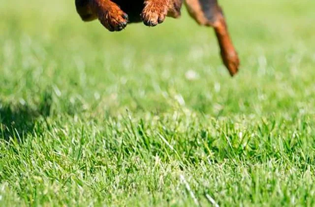 той-терьер-бежит5