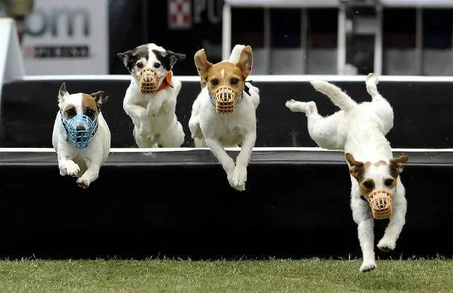 Воспитание джек-рассел-терьера: эффективные методы управления энергией вашего маленького урагана6