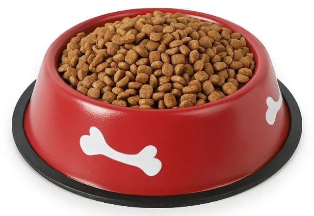 Правильное кормление английского кокер-спаниеля: советы кинологов, запрещенные продукты и основные правила кормления1