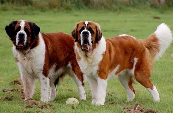 Сенбернар (5)16