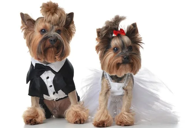 Течка у йоркширского терьера: основные симптомы, нормы и отклонения в поведении и здоровье3