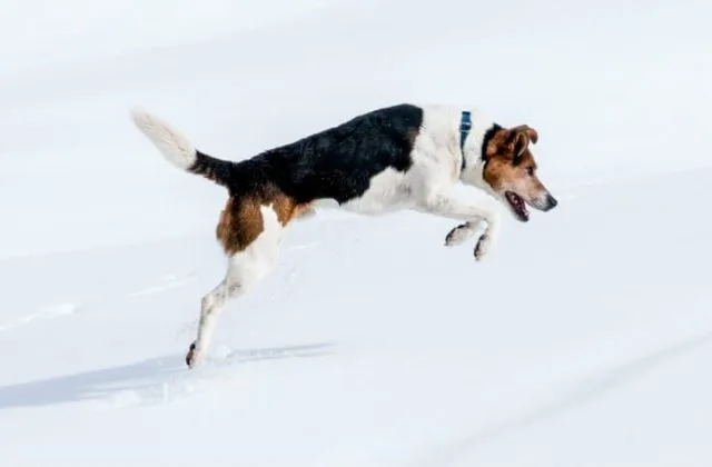 Парсон-рассел-терьер (2)6