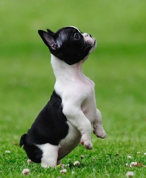 Французский бульдог мини: храпящий щенок с уникальным характером и особенностями ухода4