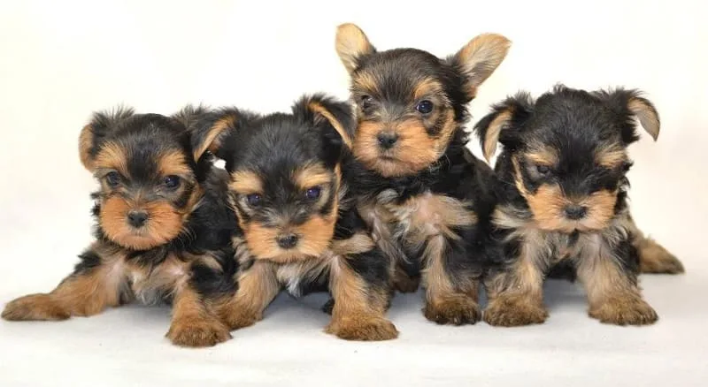 Беременность и роды йоркширского терьера: возможные проблемы и советы для владельцев2