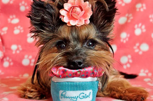 йоркширский-терьер-399