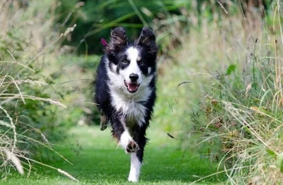 Бордер колли (8) Бордер колли (8)26