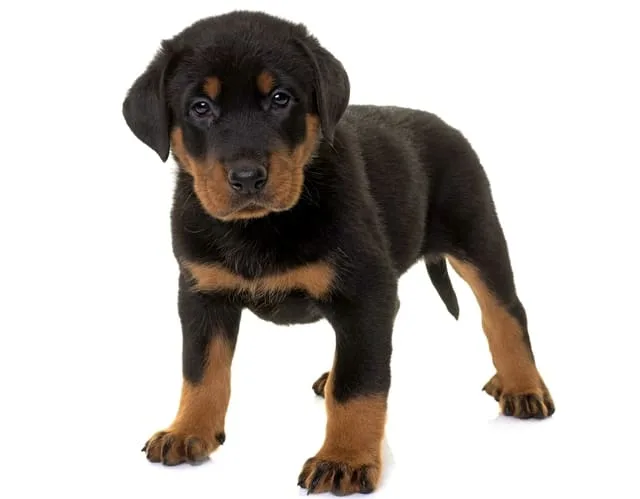 Французская овчарка босерон: происхождение от волка, пастушьи способности и роль военного разведчика4