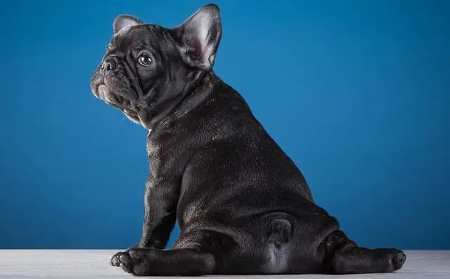 Французский бульдог мини: храпящий щенок с уникальным характером и особенностями ухода2