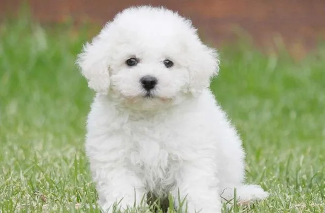 Собака бишон фризе (1)15