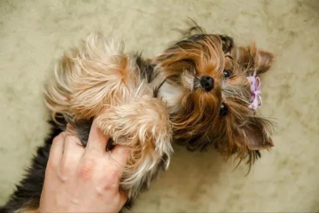 Течка у йоркширского терьера: основные симптомы, нормы и отклонения в поведении и здоровье1