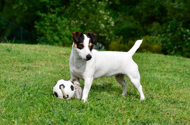 Джек-рассел-1913