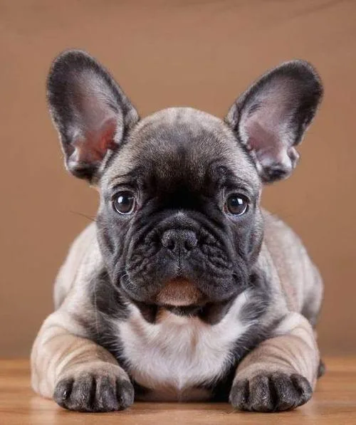 Французский бульдог мини: храпящий щенок с уникальным характером и особенностями ухода1