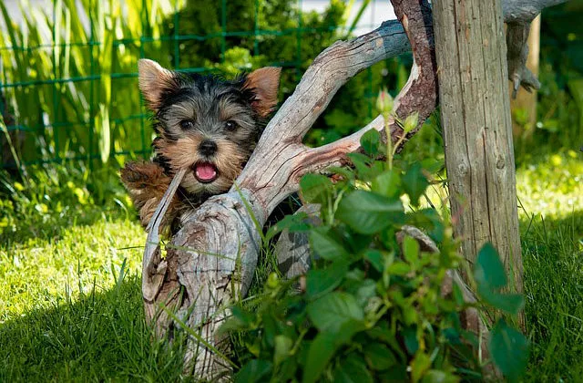 йоркширский-терьер-2517