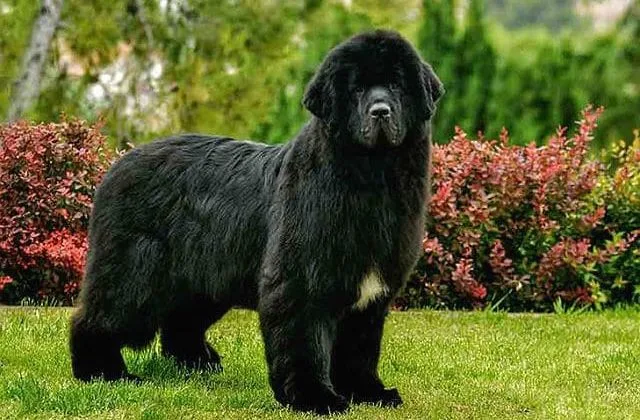 Ньюфаундленд водолаз (4)13