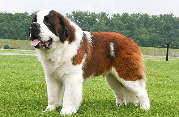 Сенбернар (7)8
