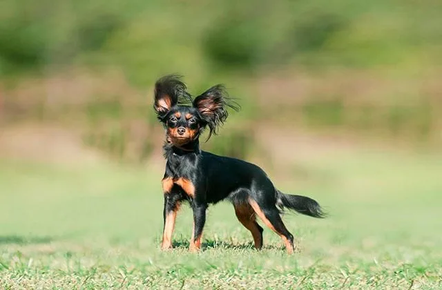 русский-той11