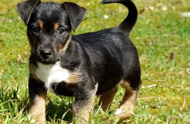 Джек-рассел-терьер (3)11