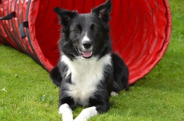 Бордер колли (23) Бордер колли (23)19