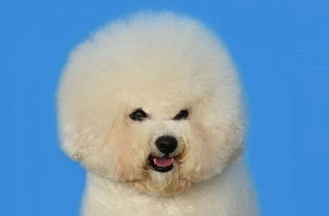 Бишон фризе (6)14