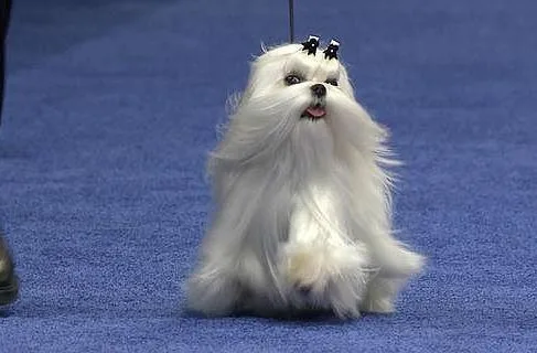 Болонка мальтийская (7)16