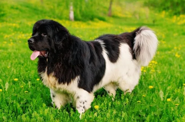 Ньюфаундленд (3)9