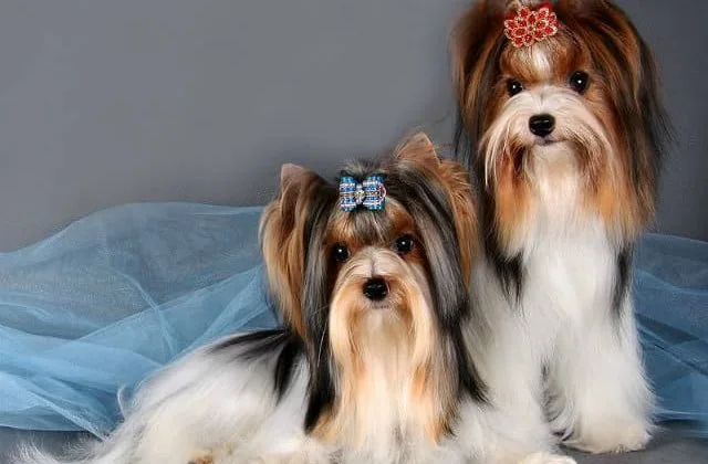 Бивер йорк (3)12