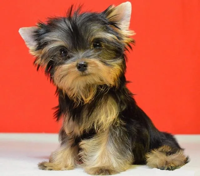 Мини-йоркширский терьер: отважный крысолов размером с мышку и его особенности ухода3