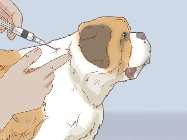 Сенбернар: величественная порода с доброй душой и уникальными качествами6