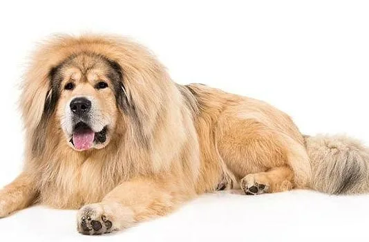 Собака породы тибетский мастиф14