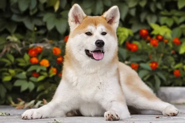 Как выбрать имя для щенка акита-ину: советы по выбору клички для мальчиков и девочек3