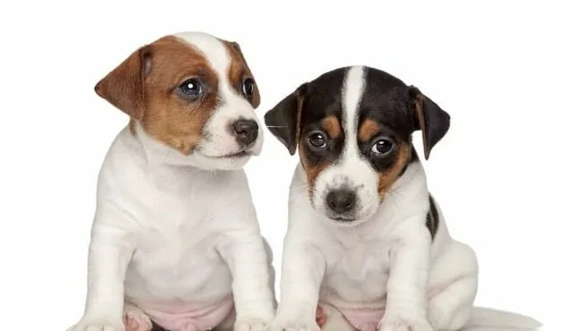 Клички для джек-рассел-терьеров: лучшие имена для вашего питомца1