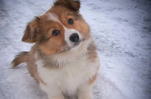 Карликовые колли (шелти) (13)29
