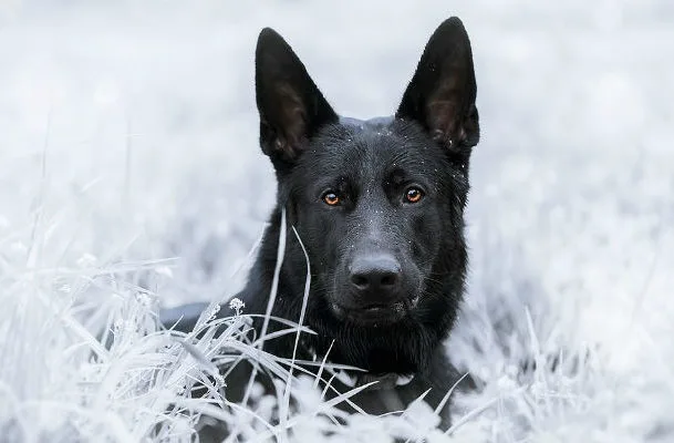 Черная немецкая овчарка (1)6