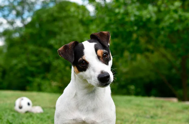 джек-рассел-терьер-и-мяч22