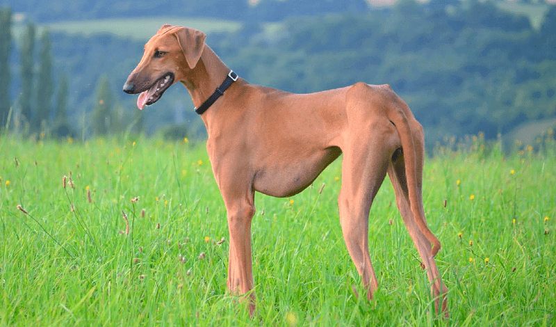 Польская борзая: быстрое и ловкое охотничье соб犬 для дроф3