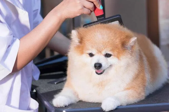 Сколько лет живут шпицы: продолжительность жизни и уход за питомцем4