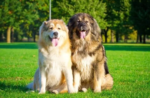 Порода кавказская овчарка16