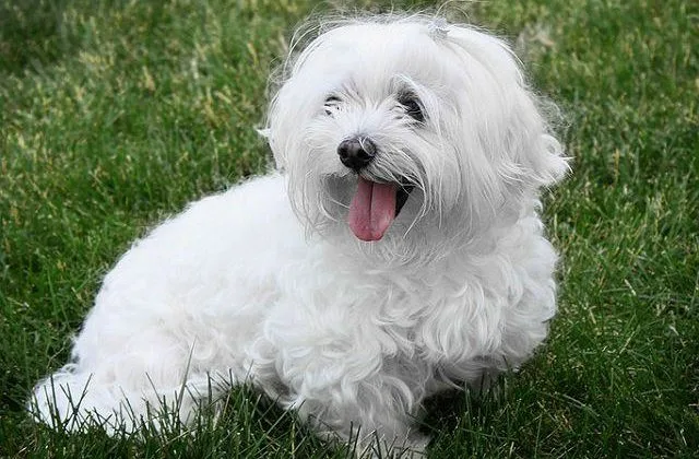 Болонка мальтийская (5)14