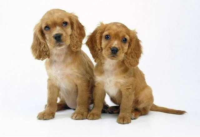 Как выбрать идеальную кличку для кокер-спаниеля: советы и идеи5