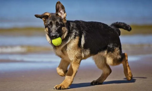 Как правильно самостоятельно поставить уши овчарке: эффективные способы и профилактические манипуляции2