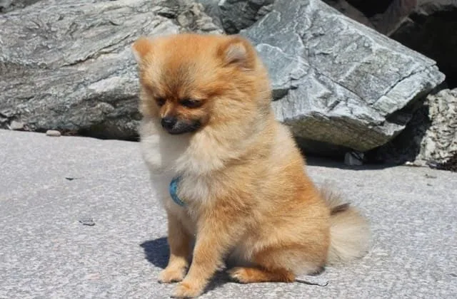 Померанский шпиц медвежьего типа (27)28