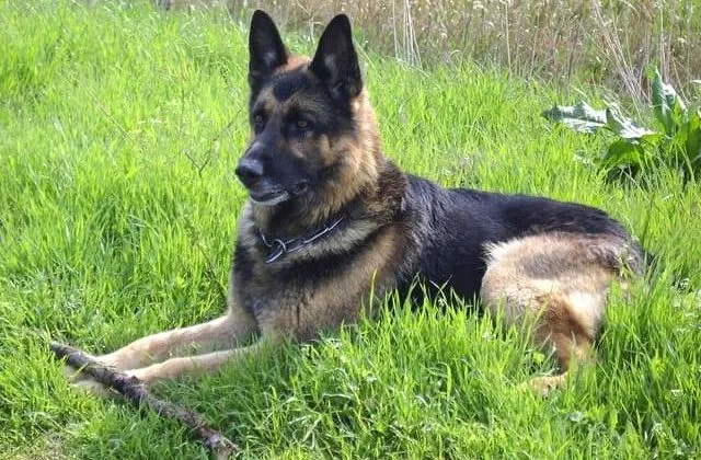 Восточно-европейская овчарка (7)13
