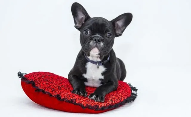 Французский бульдог: преданный охранник, крысолов и любимец Ива Сен-Лорана3